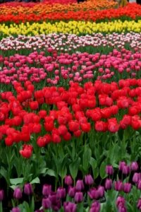 Spring garden