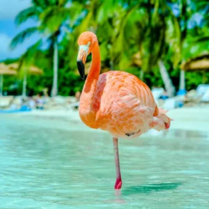Best Caribbean Islands to Visit for Your Next Vacation