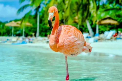 Best Caribbean Islands to Visit for Your Next Vacation