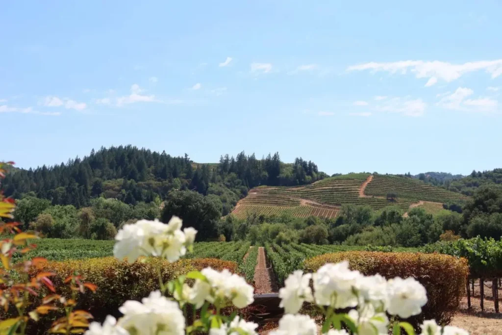 Vineyard-and-Flowers-scaled