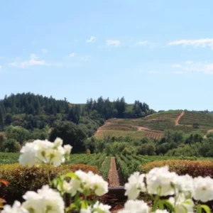 Vineyard-and-Flowers-scaled