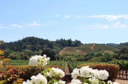 Vineyard-and-Flowers-scaled